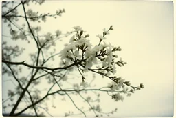 Melancholic, ultra-realistic vintage polaroid photograph of a blossoming branches of a tree, soft light of a cloudy sky, atmosphere of quiet sadness and timeless beauty, cinematic, hyper-detailed, emotional and mesmerizing, bloom, lo-fi