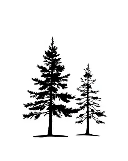 2 isolated spruce/pine tree silhouette with ground shadow, simplified black on white clipart