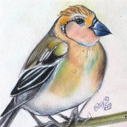 Portrait of a chaffinch with art markers