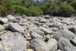 A rocky beach with a lot of lizards on the rocks