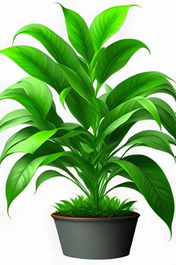 Plant Png for Website 4k