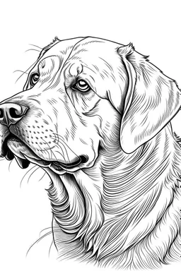 coloring image of Labrador Retriever white background