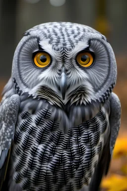 great grey owl with witch face