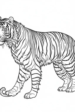 Showcase a majestic tiger in Asia, clean line art, white background, no shadows, black and white coloring book.