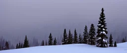 mountain range pine wood in the snow by Andrea del sarto