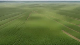 a huge area, a field with soybeans