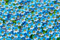 top view pattern of forget-me-not flowers