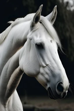 un caballo blanco