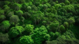 The image used for this article depicts a lush and endless forest, showcasing the natural beauty from every angle. The trees with their dense and diverse foliage appear as towering sentinels, providing a captivating natural vista. This image signifies the environmental richness and biodiversity found within forests, emphasizing the paramount importance of preserving this precious natural habitat from deforestation and desertification.
