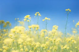 bottom is detailed canola in full bloom with side branches, top is sky, photography, darken stems compared to reference