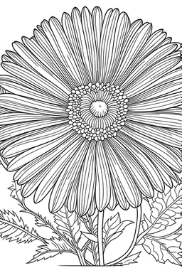 Gerbera flower coloring book page