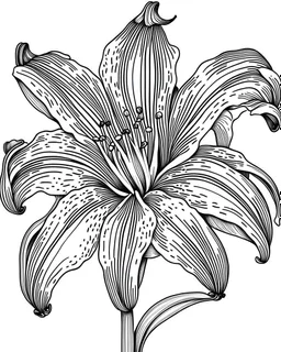 real massive Lily flower coloring page