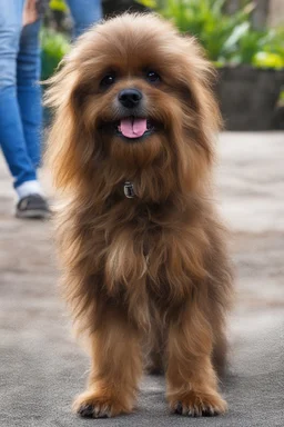 Chewbacca the dog