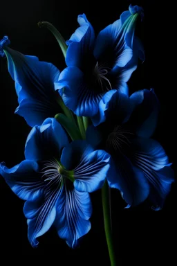 blue Amaryllis painting on black background