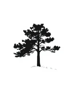 pine tree silhouette, black on white detailed