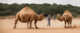 camera guys go wild, maybe a slight slow-motion pan across the Camel Pig