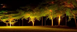 a library in forest with fireflies and orange mystic lights around trees that have wide leaves and broad trunked. Night with moon light.