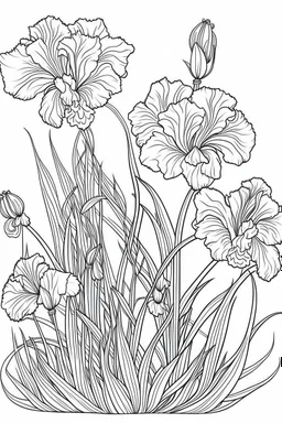 Outline art for coloring page, IRIS FLOWERS WITH STEMS, coloring page, white background, Sketch style, only use outline, clean line art, white background, no shadows, no shading, no color, clear