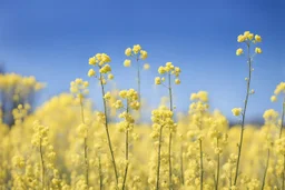 clear blue sky for top half, across Middle is canola flowers with canola stems branches and leaves below, rapeseed sharp focus, realistic