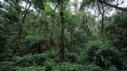 The Amazon Rain Forest, Brazil