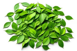 Many green tree leaves stacked on top of each other on a white background and seen from above