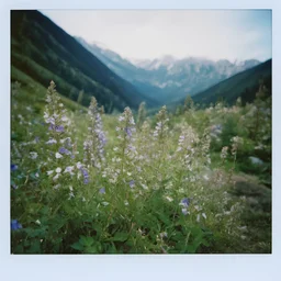bellflowers in the mountains, polaroid
