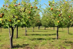 Dia soleado, arboles frutales, plaza