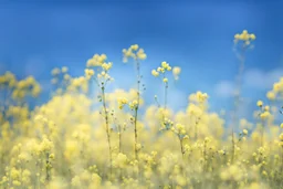 bottom is detailed canola in full bloom with side branches, top is sky, photography, darken stems compared to reference