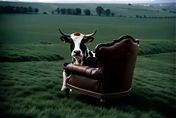 A cow sit on an vittorian armchair in large field, shooted by Cartier-Bresson