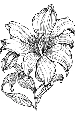 Lily flower coloring book
