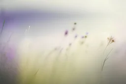 Wildflower Meadow, smooth gradient color transition, evoking serenity. Background photography, close-up, blurred effect, gradient harmony, visual tranquility, airy lightness, gentle shifts, minimalist appeal