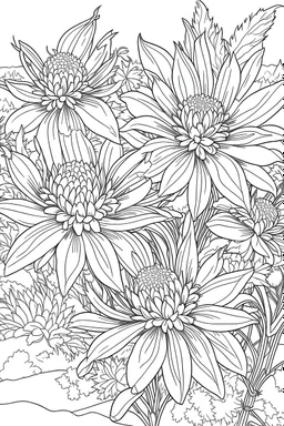 Edelweiss coloring book