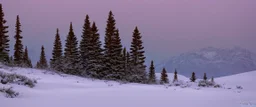 mountain range pine wood in the snow by Andrea del sarto