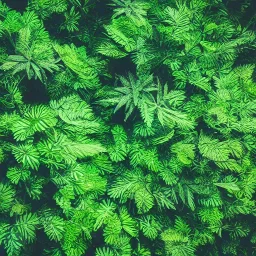 green plants against a stary sky