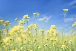 bottom half canola, detailed, top half sky, nature photo