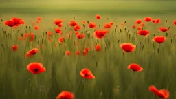 Poppies in a green wheat field in Tuscany at dawn