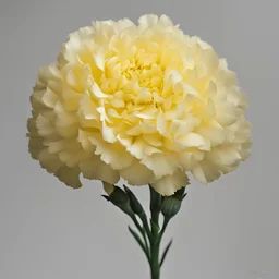 yellow Carnation