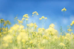 bottom half canola plants, top half sky