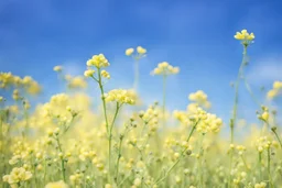 bottom half canola plants detailed, top half sky, photo