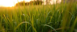 closeup of green grasses on the prairie, with golden sunset