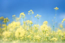 bottom half canola plants detailed, top half sky