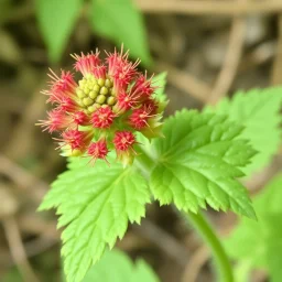 Rumex bucephalophorus