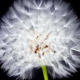a small, fluffy dandelion on fire at the middle left part of the picture, dreamlike minimalist art with a lot of white space around it