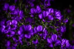 Night, purple flowers, photography