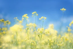 bottom half canola plants, top half sky