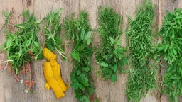 peppermint, ginger, chamomile, fennel, and turmeric plants side by side