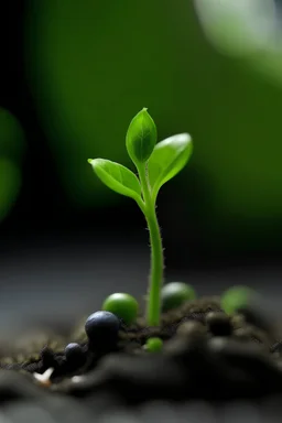 Capture the sprout with its first small leaves unfurling.