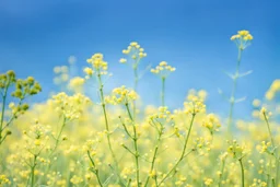 bottom is detailed canola in full bloom with side branches, top is sky, photography,