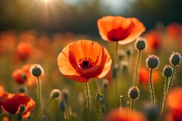 Beautiful poppy flowers on the spring and beautiful little flowers arraund sunny morning indirect sun ray on, Miki Asai Macro photography, entire but close-up, hyper detailed, trending on artstation, sharp focus, studio photo, intricate details, highly detailed,