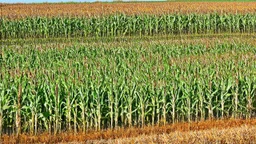 A large corn maze full of rodents